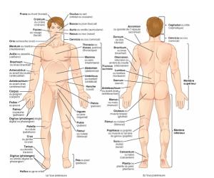 Acquérir les bases de la terminologie médicale
